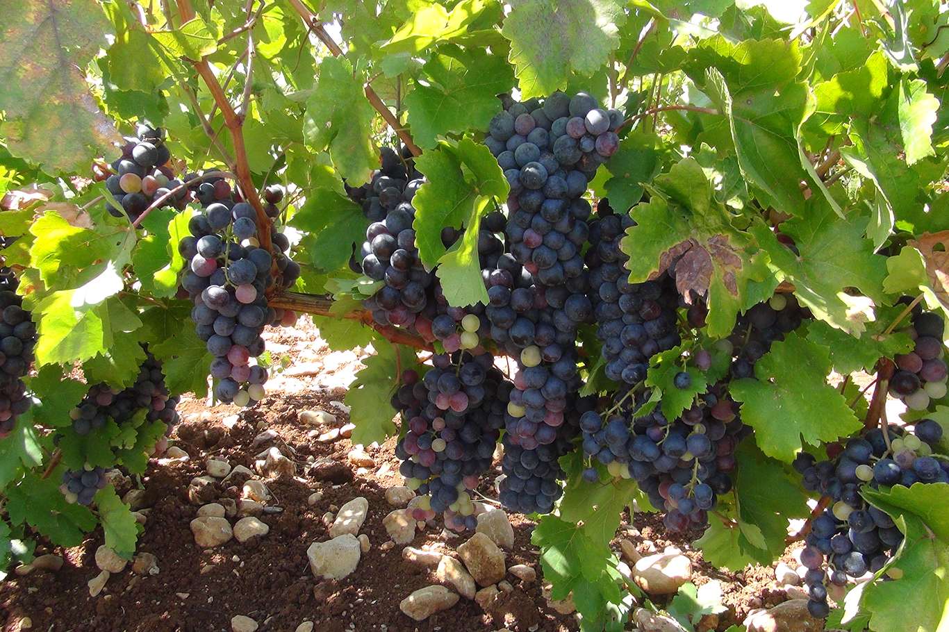 Üzümün pekmez ve pestil olma yolculuğu başladı